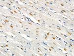 Phospho-SRF (Ser103) Antibody in Immunohistochemistry (Paraffin) (IHC (P))