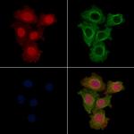 Phospho-Fra1 (Ser265) Polyclonal Antibody