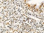 Phospho-MKP-1 (Ser359) Antibody in Immunohistochemistry (Paraffin) (IHC (P))