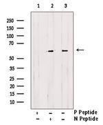 Phospho-cdc25C (Ser198) Antibody in Western Blot (WB)