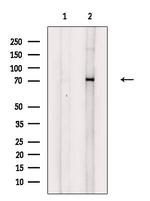 Phospho-Syk (Tyr352) Polyclonal Antibody