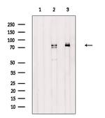 Phospho-NUMB (Ser276) Antibody in Western Blot (WB)
