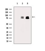 Phospho-NUMB (Ser276) Polyclonal Antibody