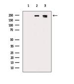 Phospho-TSC2 (Ser664) Polyclonal Antibody