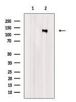 Phospho-p130Cas (Tyr165) Antibody in Western Blot (WB)