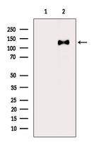 Phospho-p130Cas (Tyr165) Polyclonal Antibody