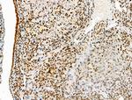 Phospho-MCL-1 (Ser64) Antibody in Immunohistochemistry (Paraffin) (IHC (P))
