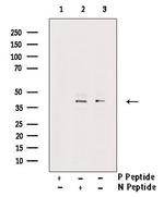 Phospho-MCL-1 (Ser64) Antibody in Western Blot (WB)