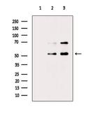 Phospho-Cdc20 (Ser51) Polyclonal Antibody