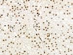 Phospho-PPIG (Ser376) Antibody in Immunohistochemistry (Paraffin) (IHC (P))