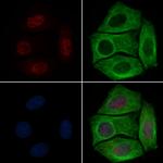 Phospho-RUNX2 (Ser340) Polyclonal Antibody