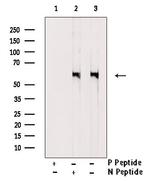 Phospho-CD226 (Ser329) Antibody in Western Blot (WB)