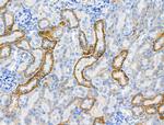 Phospho-NEDD4L (Ser342) Polyclonal Antibody