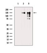 Phospho-CARD11 (Ser652) Polyclonal Antibody