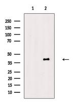 Phospho-BABAM1 (Ser29) Polyclonal Antibody
