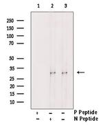 Phospho-DAPP1 (Tyr139) Antibody in Western Blot (WB)