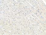 Phospho-NUDC (Ser326) Antibody in Immunohistochemistry (Paraffin) (IHC (P))