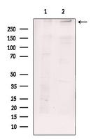 RyR3 Polyclonal Antibody