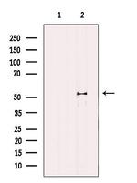 Naked1 Polyclonal Antibody