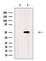 Naked2 Polyclonal Antibody