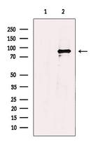 TrkA/TrkB Polyclonal Antibody