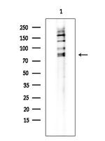 c-Mpl Polyclonal Antibody
