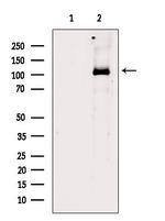 PPIG Polyclonal Antibody