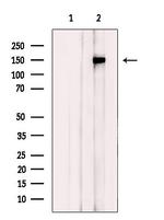 GKAP1 Polyclonal Antibody