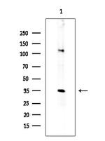 MOB4A Polyclonal Antibody