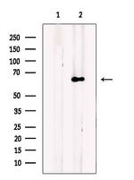 FASTK Polyclonal Antibody