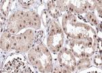 BMP-7 Polyclonal Antibody