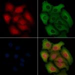 Caspase 9 (Cleaved Asp330) Polyclonal Antibody