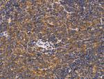 DCT Antibody in Immunohistochemistry (Paraffin) (IHC (P))