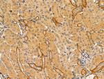DCT Polyclonal Antibody
