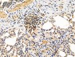 DCT Antibody in Immunohistochemistry (Paraffin) (IHC (P))