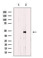 ACTG2 Antibody in Western Blot (WB)
