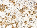 Caspase 4 Precursor (Cleaved Gln81) Antibody in Immunohistochemistry (Paraffin) (IHC (P))