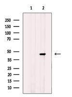 Caspase 4 Precursor (Cleaved Gln81) Antibody in Western Blot (WB)