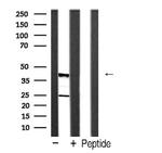 Caspase 4 Precursor (Cleaved Gln81) Antibody in Western Blot (WB)