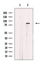 DAXX Polyclonal Antibody