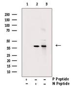 Phospho-Cyclin H (Thr315) Antibody in Western Blot (WB)