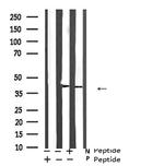 Phospho-ATF4 (Ser219) Polyclonal Antibody