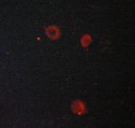 ATP1A1 Polyclonal Antibody