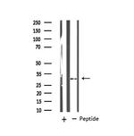 MARCKS Polyclonal Antibody