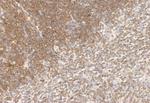 AMPK alpha Polyclonal Antibody