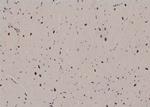 Phospho-CDK20 (Thr161) Antibody in Immunohistochemistry (Paraffin) (IHC (P))