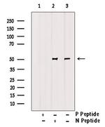 Phospho-GDF9 (Tyr394) Polyclonal Antibody