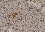 Phospho-Cullin 4A (Ser40) Antibody in Immunohistochemistry (Paraffin) (IHC (P))