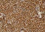 Phospho-KISS1R (Ser368) Polyclonal Antibody