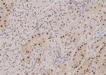 Phospho-KCNH2 (Ser1137) Polyclonal Antibody